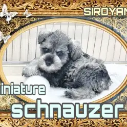 【 ミニチュアシュナウザー 】おっとりマイペースなシュナちゃん