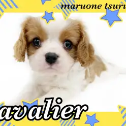 【 キャバリア 】圧倒的人気のブレンハイム!穏やかな性格の男の子!