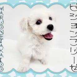 【 ビションフリーゼ 】いつもニコニコ上機嫌!歴史的アイドルワンコ!