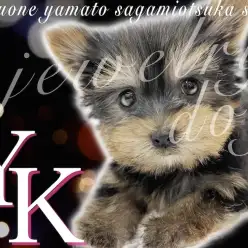 【 ヨークシャーテリア 】体重600g台のヨーキー！ジュエリー級の美貌も注目！