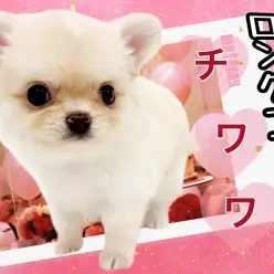 【 チワワ 】極短マズルのたぬきっチワワ!クリーム&ホワイトのマルワンプレミアム