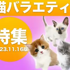 【 猫バラエティ特集 】11/16現在在店中の全店舗のバラエティ猫ちゃんをご紹介
