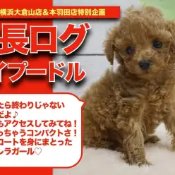 【 トイプーちゃんの成長アルバム 】コンパクトサイズ！手乗りトイプードルちゃんの成長記！