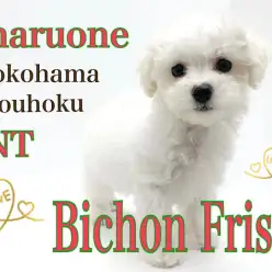 【 ビションフリーゼ 】ふんわり可愛い！大人気のアフロ犬