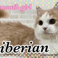 【 サイベリアン 】生後7ヶ月！ゆっくり成長中！