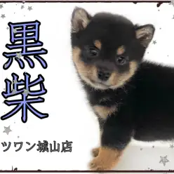 【 柴犬 】ムッチムチの超絶に可愛い柴くん登場！