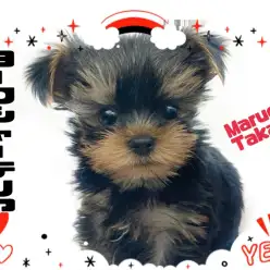 【 ヨークシャーテリア 】つやうるお目目の天使ヨーキーが高井戸店へやってきました！