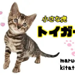 【 トイガー 】レアにゃんこ！小さな虎ことトイガーが北戸田店初登場！