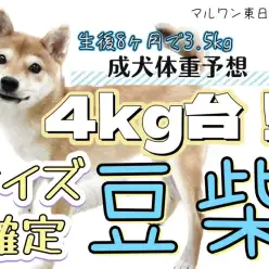 【 豆柴 】大きくなっても豆粒サイズ！生後8ヶ月で3.5kgの今！