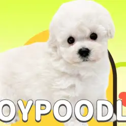 【 トイプードル 】抜群の毛量で愛嬌たっぷり！笑顔が似合うクリームプードルちゃん