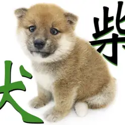 【 柴犬 】凛とした中に感じる愛らしいルックスが良し！忠誠心のある器量もまた良し