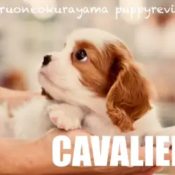 【 キャバリア 】左右対称の太めブレーズと白多めのむっちりボディ！育てやすい犬種NO.1！！