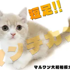 【 マンチカン 】大きな瞳と甘〜い毛色の短足丸顔男子！可愛さの破壊力は満点！