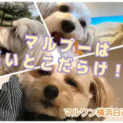 【 スタッフライフブログ 】マルプーと共に暮らすスタッフがその魅力を語り尽くす！