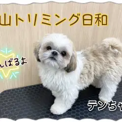 【 城山トリミング 】城山トリミング日和 No.13『テンちゃん』