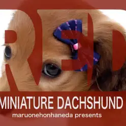 【 ミニチュアダックスフンド 】レッドカラーの貴公子登場！生活ポイントも解説！