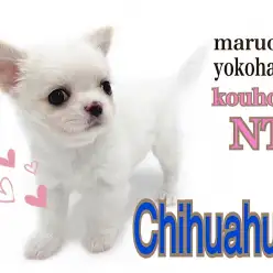 【 チワワ 】うるうる瞳の2頭身プリンス！チワワ君