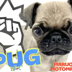 【 パグ 】天性のエンターテイナーなパグ太郎！