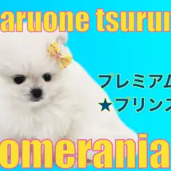 【 ポメラニアン 】マルワンプレミアムに認定されたプリンス!！