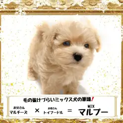 【 MIX 】可愛すぎる甘えん坊ずんぐり体型MIXマルプーちゃん