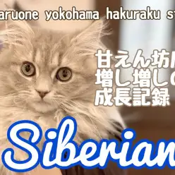 【 サイベリアン 】飼育経験者も大絶賛！もはや犬以上の人懐っこさは必見！