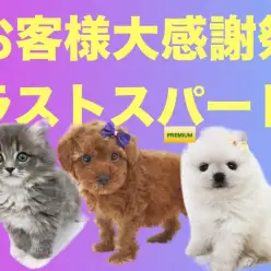 【 お知らせ 】お客様大感謝祭ラストスパート！運命の出会いは鶴見店で！