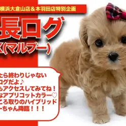 【 マルプーちゃんの成長アルバム 】超濃厚アプリコットカラーのマルプーちゃん成長記！