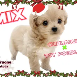 【 mixチワプー 】突然ですが虜になってみませんか？国宝級チワプー登場