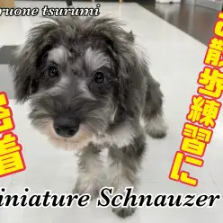 【 ミニチュア・シュナウザー 】お散歩練習に密着!2ndブログ!