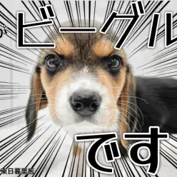 【 ビーグル 】様々なトレーニングが楽しめる元気いっぱいのアクティブ犬代表!