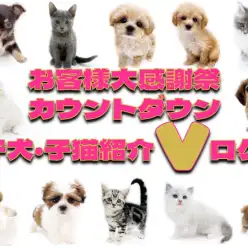 【 お知らせ 】お客様大感謝祭カウントダウン3！子犬・子猫の最新動画を大公開！