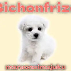 【 ビションフリーゼ 】生後3ヶ月で1.1kg！初心者必見の抜け毛少なめ温厚女子