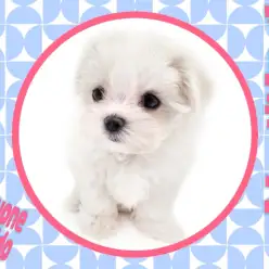 【 マルチーズ 】世界最古の小型犬！生粋のアイドルワンコ！