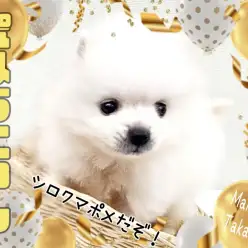 【 ポメラニアン 】純白の天使！魅惑のちびっこホワイトポメがやってきた！