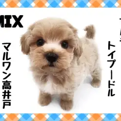 【 マルプー 】少ない抜け毛と抜群の愛嬌は両親譲り！2023年も大人気のMIX犬