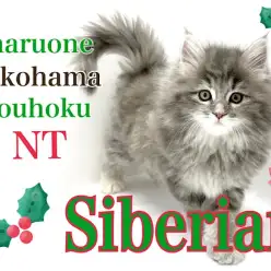 【 サイベリアン 】美猫代表!人気のブルーカラーの長毛猫さん