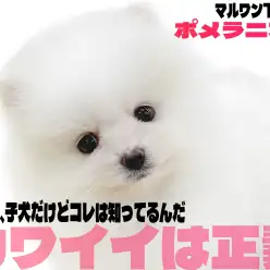 【 ポメラニアン 】天下無双の圧倒的かわいさを誇る白系ポメラニアンのお出まし！
