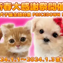 【 お年玉企画 】2024年新春大感謝祭開催のお知らせ！