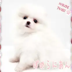 【 ポメラニアン 】特盛モフモフ！激カワアザラシポメがやってきた！