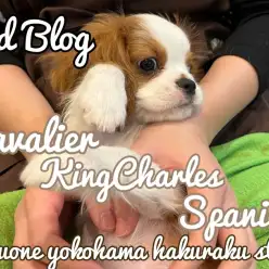 【 キャバリア 】どんどんイケメンに成長中！プレミアム認定美男子の成長記録