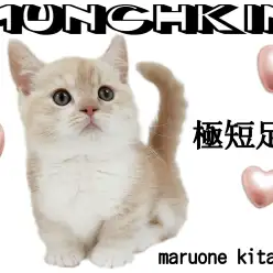 【 マンチカン 】魅惑のマシュマロボディ！甘えん坊な極短足にゃんこ