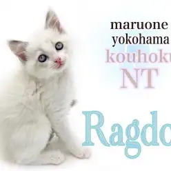 【 ラグドール 】青い瞳の甘えん坊君、ラグドールの男の子