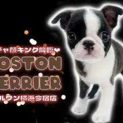 【 ボストンテリア 】白黒ボストンカラーの表情豊かなペチャ顔キングがやってきた!