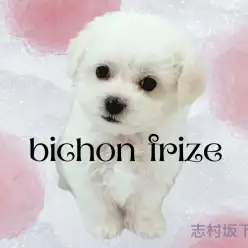 【 ビションフリーゼ 】もこふわ代表犬！超絶甘えん坊天使ちゃん降臨