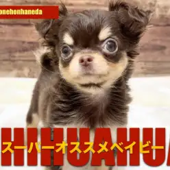 【 チワワ 】生後3か月でトレーニングも順調！チョコタンちーちゃんの成長記！