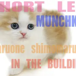 【 マンチカン 】可愛いルックスと短足に大注目！更にはコミカルな動きや表情も魅力