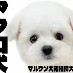 【 ビションフリーゼ 】陽気で明るいアフロ犬、お昼寝姿がかわいすぎる！