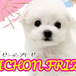 【 ビションフリーゼ 】光耀くホワイトが美しく眩しい大人気ビションフリーゼ!