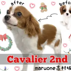 【 キャバリア 】皆んなを笑顔にするお姫様！キャバちゃんの華麗な成長をお届け！