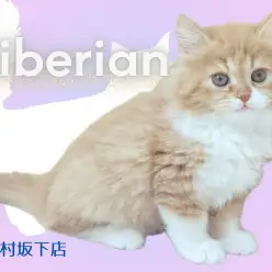 【 サイベリアン 】白ソックスの悶絶必須なアイドル的存在猫！